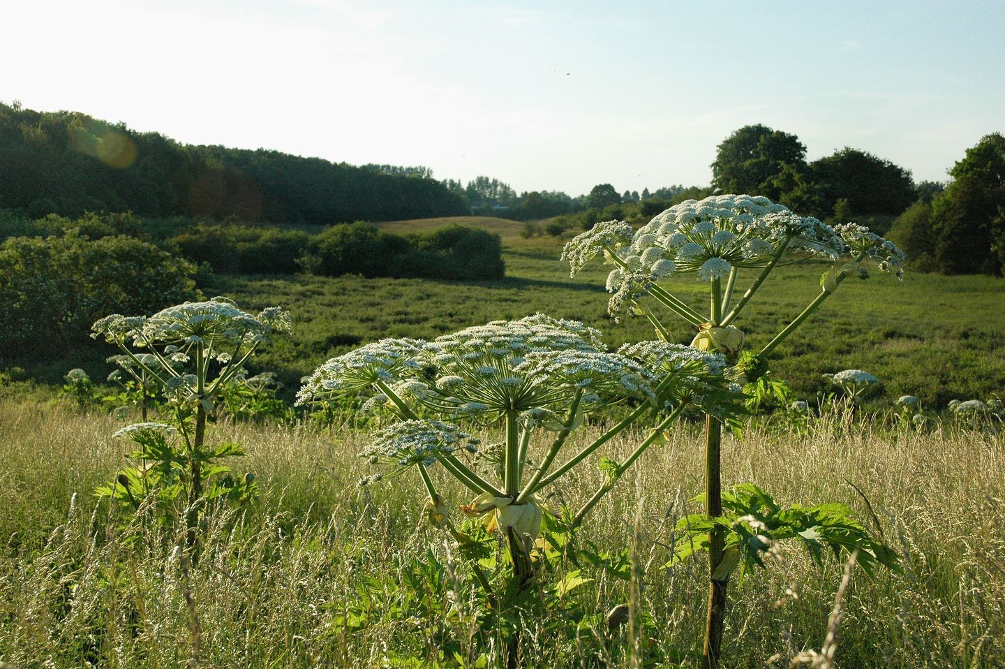 Plantearten bjørneklo